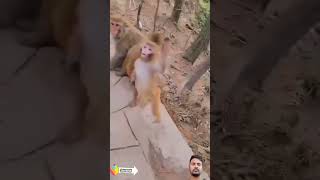 monkey funny comedy cute dance cat funnypetschannel cutecat catschannel 😃 cuteanimal [upl. by Ravilob]