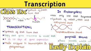 Transcription Process Step By Step  Gene Expression  Class 12 [upl. by Matlick]