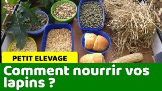 Comment nourrir vos lapins et varier leur alimentation [upl. by Rodd]