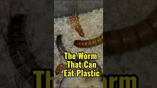 The Worm That Can Eat Plastic shorts [upl. by Joyann37]