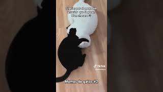 Memes de gatos 1 [upl. by Mcgannon]