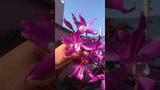 Hermosa floración de esta orquídea Laelia autumnalis 😍😍😍 orchids plants mexico flowers [upl. by Jaquiss]