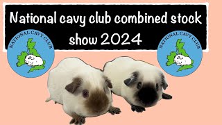 National cavy club combined stock show 2024 the highlight of the cavy show circuit [upl. by Vaules959]