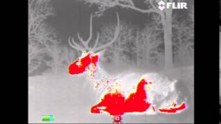 FLIR Scout III Sample Elk [upl. by Claudell287]