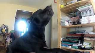 staffordshire bull terrier howling [upl. by Ahseina163]