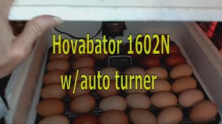 Incubating Eggs with the Hovabator 1602N wAutomatic Turner [upl. by Ablem]