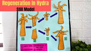 Regeneration in Hydra Still Model Project  DIY Science Project model  Exhibition model for school [upl. by Amar630]