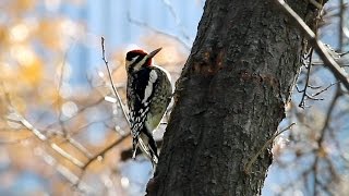 Yellowbellied Sapsucker Calling and Drilling Central Park NYC [upl. by Demaggio822]