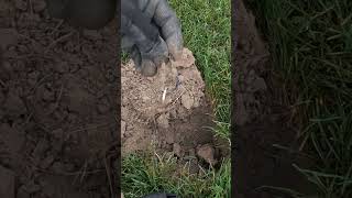 Look What Was Attached to This Ring metaldetecting shorts [upl. by Harlan]