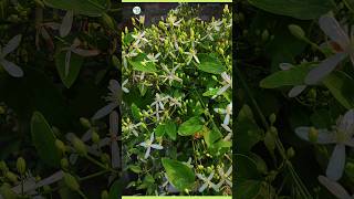 clematis fragranceflower khusbuwalaphool plantinfo garden [upl. by Maximo85]