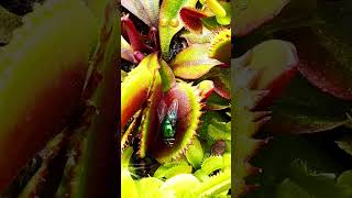 Venus Fly Trap massive bite 🤪 [upl. by Kenrick997]