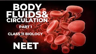 Class 11 Biology Body fluid and Circulation Blood plasma Formed Elements RBC WBC Platelets [upl. by Theodor]