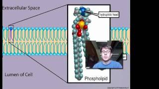 Cell Membranes [upl. by Bullivant]