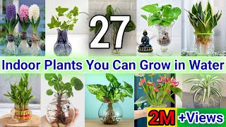 27 Indoor Plants You can grow in Water Best Indoor plants no need soil to grow  Indoor House Plant [upl. by Wilkins261]