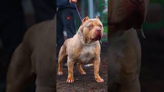 Duniya k sabse khatarnak 😱✅dog👑breeds American bully🐕‍🦺shortsstatusfacts pitbull americanbully [upl. by Hanad614]