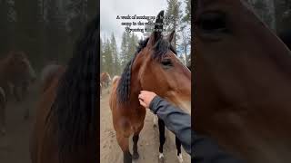 25 miles  40 km  10 hours on horseback into the thorofare cody wyoming cowboy [upl. by Ymrots]