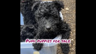 Pumi Puppies For Sale in Highland Park [upl. by Nair941]