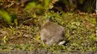 European Rabbit or Common Rabbit Oryctolagus cuniculus  Wildkaninchen 3 [upl. by Arnaud]