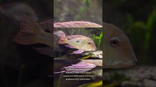 The Redstriped Eartheater Geophagus Surinamensis [upl. by Ander337]