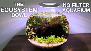 The Ecosystem Bowl How To Setup A Fish Bowl • The Right Way • No Filter [upl. by Nylemaj]