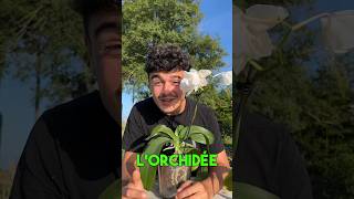 Garder son orchidée pendant des années 🌱 permaculture jardinage orchid [upl. by Leanne]