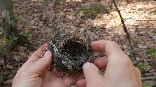 Nature Moments How to Build a Birds Nest [upl. by Havens]