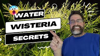 Ultimate Guide to Water Wisteria The Most Versatile Aquarium Plant amp How to Grow It Successfully [upl. by Menell]