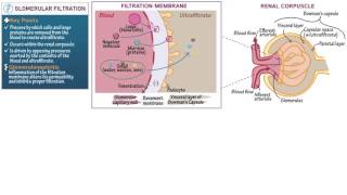 Anatomy and Physiology Glomerular Filtration [upl. by Ydoow]