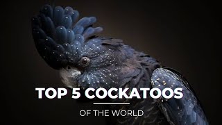 TOP 5 Rare Cockatoos  Why Cockatoos are Expensive  cockatoos ShaikhTanveer [upl. by Linc274]