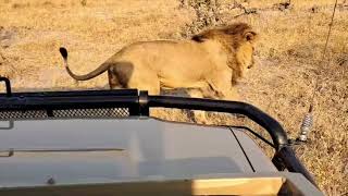 Marsh Prides Male Gaam is limping badly  Lion Warfare [upl. by Soloman]