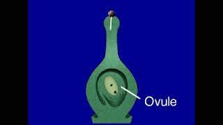 Double Fertilization in Flowering Plants [upl. by Yrreiht380]