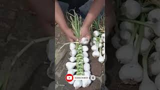 Want a Bountiful Garlic Harvest Watch This Now [upl. by Ramoh]