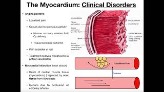 More Physiology of the Myocardium [upl. by Ahsiadal299]