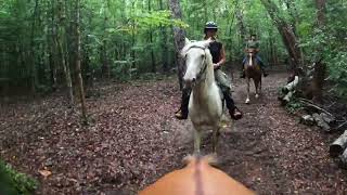 Trail riding gaited horses [upl. by Duyne]