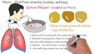 Sputum Test Phlegm Analysis Sputum Culture Sputum test Sputum Analysis [upl. by Siari183]