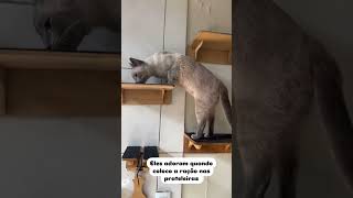 Dica de atividade física para gatos😻 [upl. by Fadden]