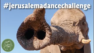 Jerusalema Dance Challenge  Knysna Elephant Park [upl. by Attiuqaj]