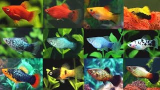 Top 10 Best Fish To Breed For Profit [upl. by Raimes865]