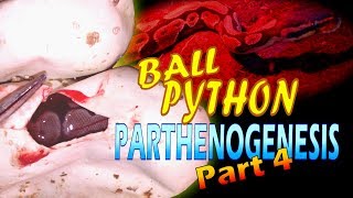 Ball Python Parthenogenesis Part 4 Egg Cutting [upl. by Anik]