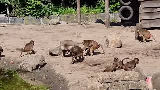 Hamadryas baboon and their enclosure [upl. by Schulein]