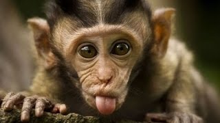 Funny monkeys will make you laugh hard  Funny and cute compilation  Must watch [upl. by Vida201]