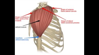 Muscle Anatomy  Deltoid Muscle  Human Movements Science  Sinhala [upl. by Na]