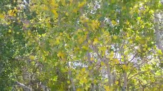 Quaking Aspens One of my Favorite Sounds [upl. by Enila]