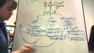 Parathyroid hormone [upl. by Martell]