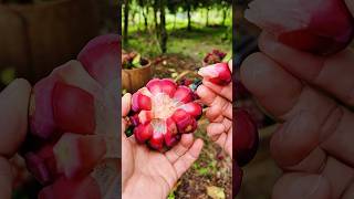 Beautiful Fruit Cutting The Satisfying real fruit shorts fruitcutting [upl. by Orran]