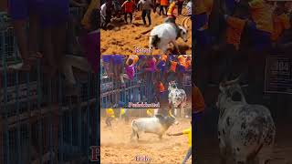 Karur Pudukkottai and Trichy jallikattu [upl. by Lough]