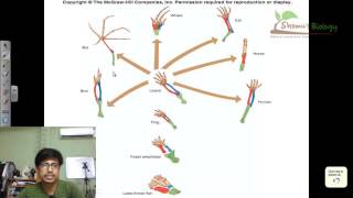 Convergent evolution and divergent evolution vs parallel evolution [upl. by Neirual938]