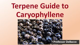 Terpene Guide to Caryophyllene [upl. by Dhaf]