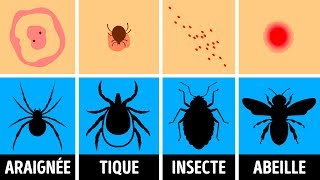 Comment Identifier une Piqûre dInsecte et que Faire Quand ça Arrive [upl. by Arette285]