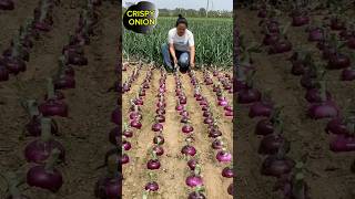 How To Plant Shallots So They Produce Big Fruit Shorts Viral VideoShorts [upl. by Yatnoj]